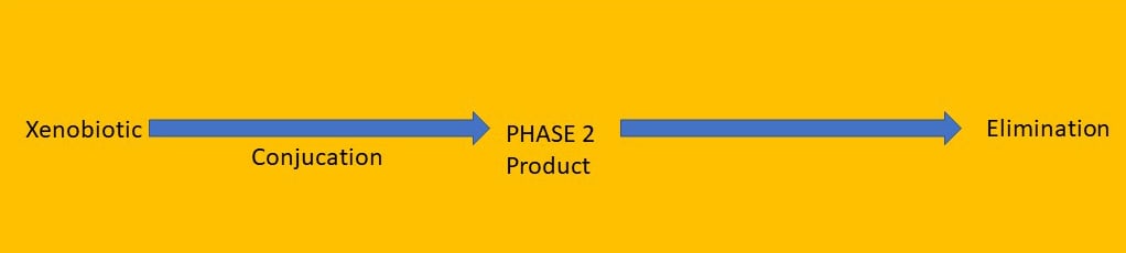 just phase 2 detoxification process 